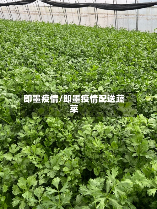 即墨疫情/即墨疫情配送蔬菜