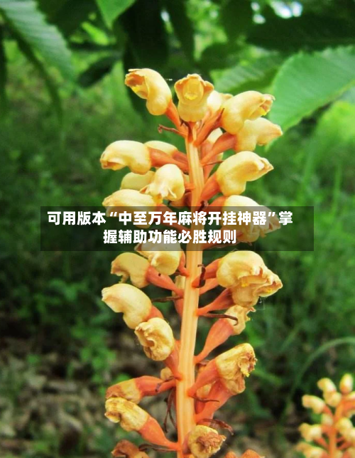 可用版本“中至万年麻将开挂神器”掌握辅助功能必胜规则