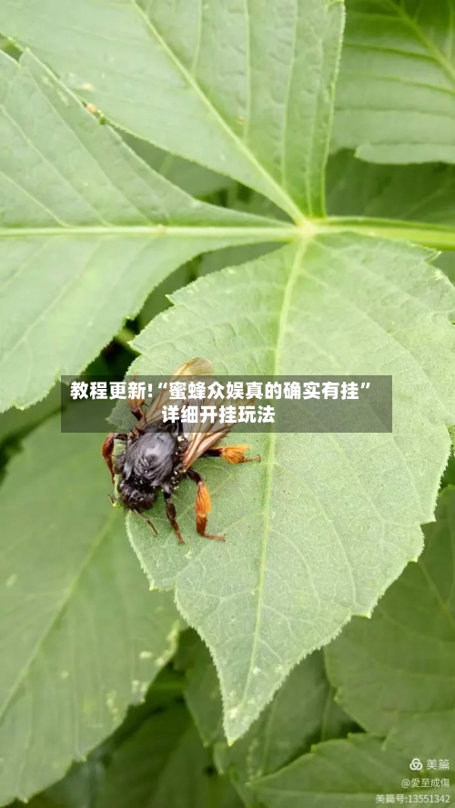 教程更新!“蜜蜂众娱真的确实有挂”详细开挂玩法-第2张图片