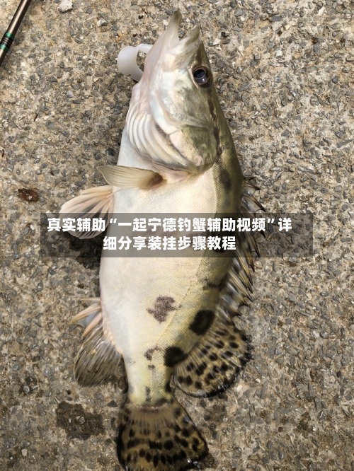 真实辅助“一起宁德钓蟹辅助视频	”详细分享装挂步骤教程-第2张图片
