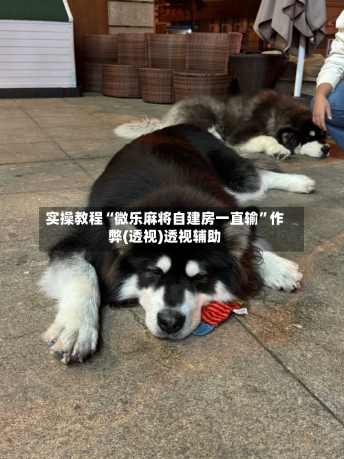 实操教程“微乐麻将自建房一直输”作弊(透视)透视辅助-第2张图片