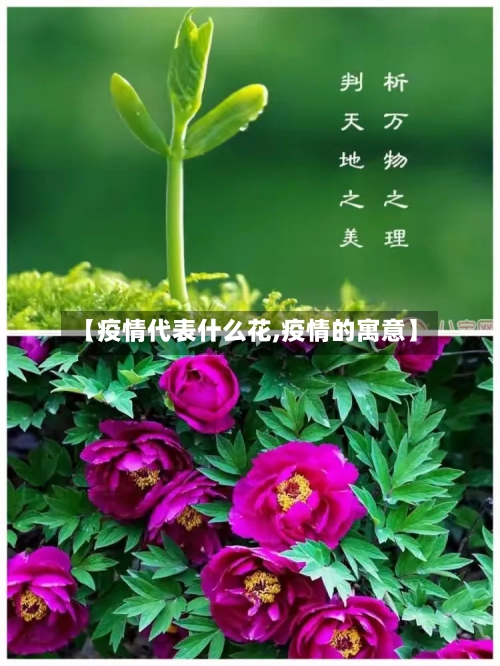 【疫情代表什么花,疫情的寓意】