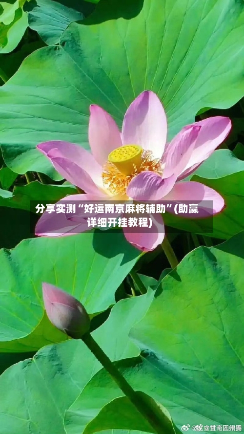 分享实测“好运南京麻将辅助”(助赢详细开挂教程)-第2张图片