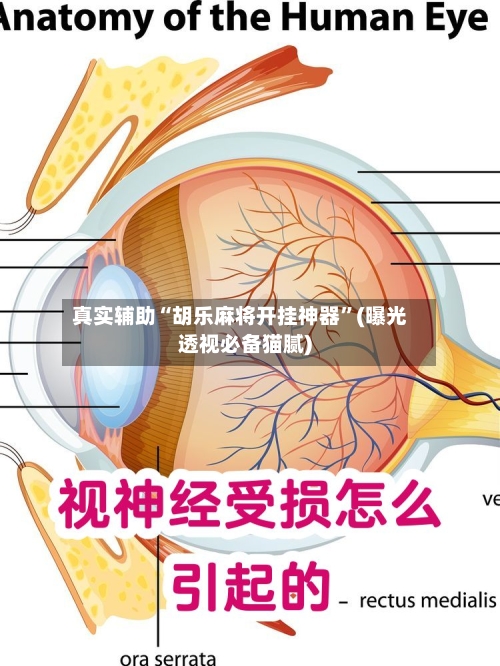 真实辅助“胡乐麻将开挂神器	”(曝光透视必备猫腻)-第3张图片