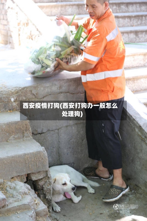 西安疫情打狗(西安打狗办一般怎么处理狗)-第3张图片