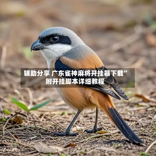 辅助分享 广东雀神麻将开挂器下载	”附开挂脚本详细教程-第2张图片