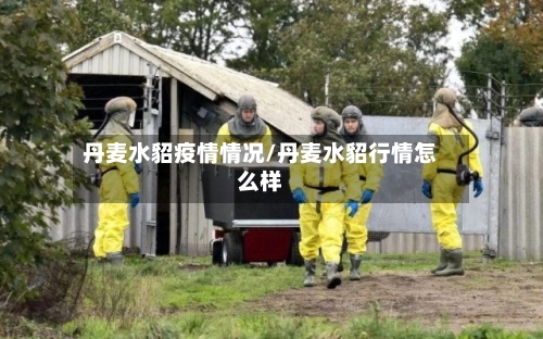 丹麦水貂疫情情况/丹麦水貂行情怎么样