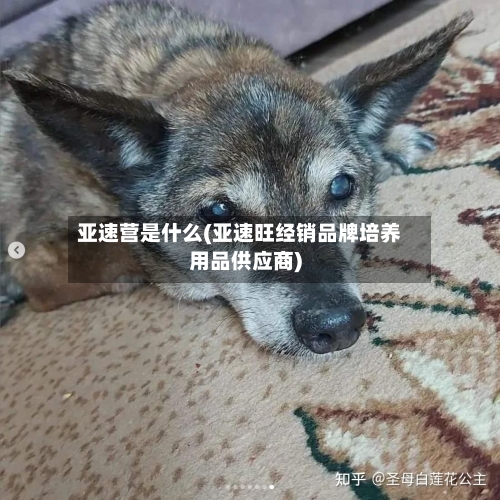 亚速营是什么(亚速旺经销品牌培养用品供应商)