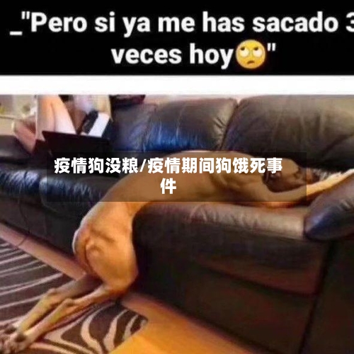 疫情狗没粮/疫情期间狗饿死事件