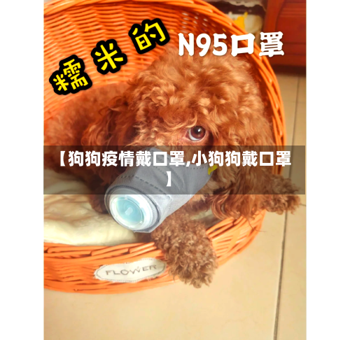 【狗狗疫情戴口罩,小狗狗戴口罩】