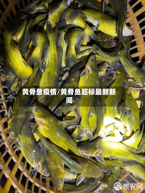 黄骨鱼疫情/黄骨鱼超标最新新闻-第2张图片