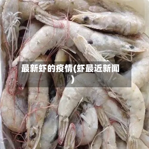 最新虾的疫情(虾最近新闻)