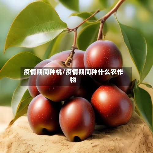 疫情期间种桃/疫情期间种什么农作物-第2张图片