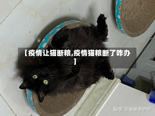 【疫情让猫断粮,疫情猫粮断了咋办】