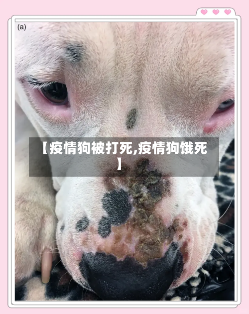 【疫情狗被打死,疫情狗饿死】-第2张图片