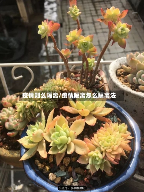 疫情则么隔离/疫情隔离怎么隔离法