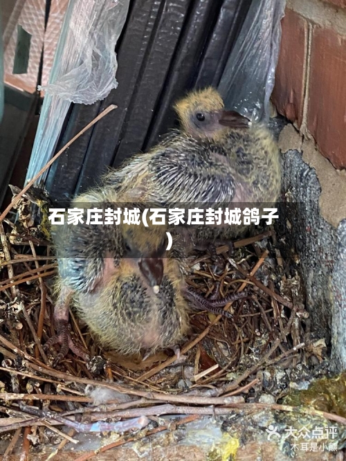 石家庄封城(石家庄封城鸽子)-第2张图片