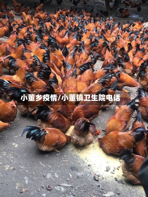 小董乡疫情/小董镇卫生院电话