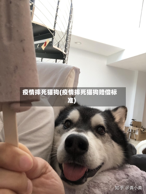 疫情摔死猫狗(疫情摔死猫狗赔偿标准)-第3张图片