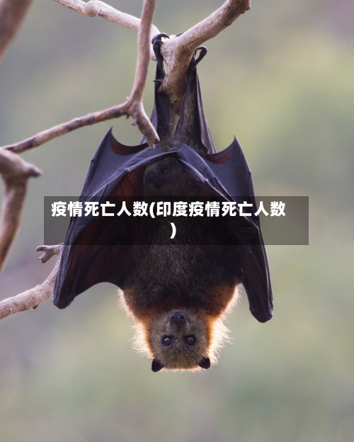 疫情死亡人数(印度疫情死亡人数)