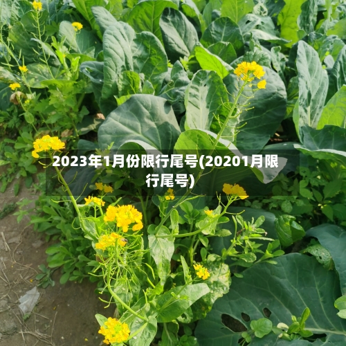 2023年1月份限行尾号(20201月限行尾号)