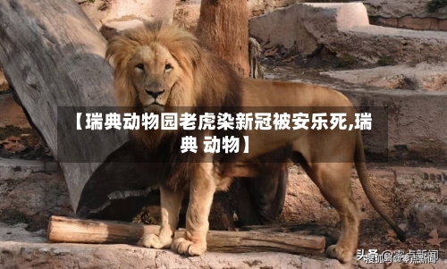 【瑞典动物园老虎染新冠被安乐死,瑞典 动物】