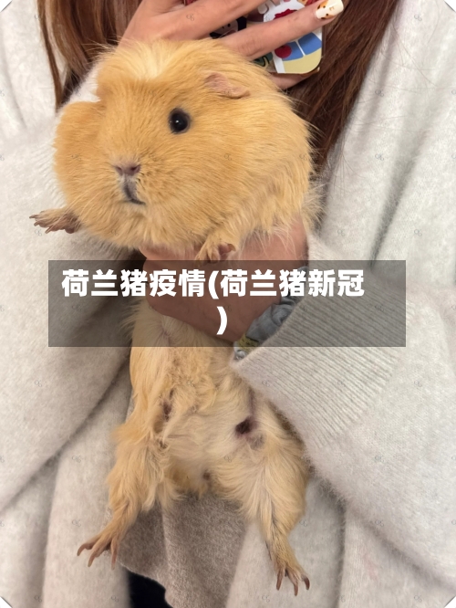 荷兰猪疫情(荷兰猪新冠)-第2张图片