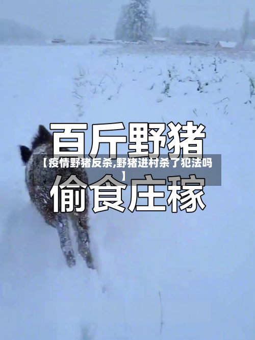 【疫情野猪反杀,野猪进村杀了犯法吗】-第3张图片