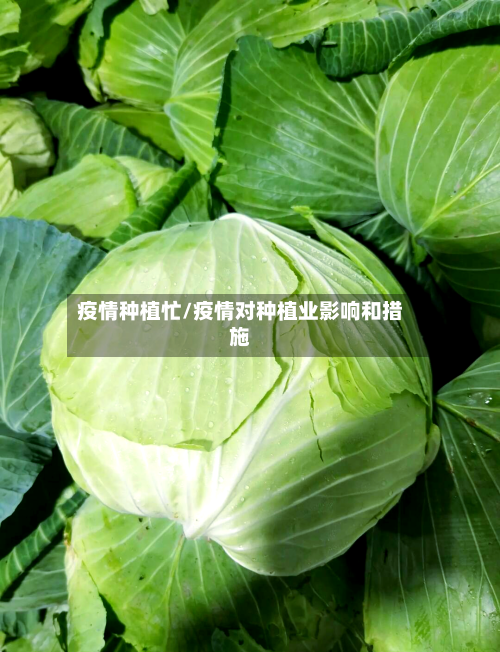 疫情种植忙/疫情对种植业影响和措施-第2张图片